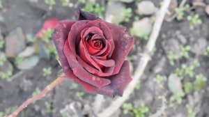 06=11=2025 кмр   ПВН  (117)