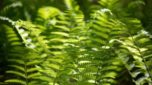 Растение Папоротник. Польза и вред