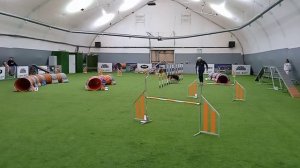 08.11.25 Соревнования СКК "Петергоф", аджилити опен - Макс