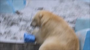 Кай весь день провёл на даче и отказался заходить в свой вольер когда ему принесли рыбу 05.11.2025