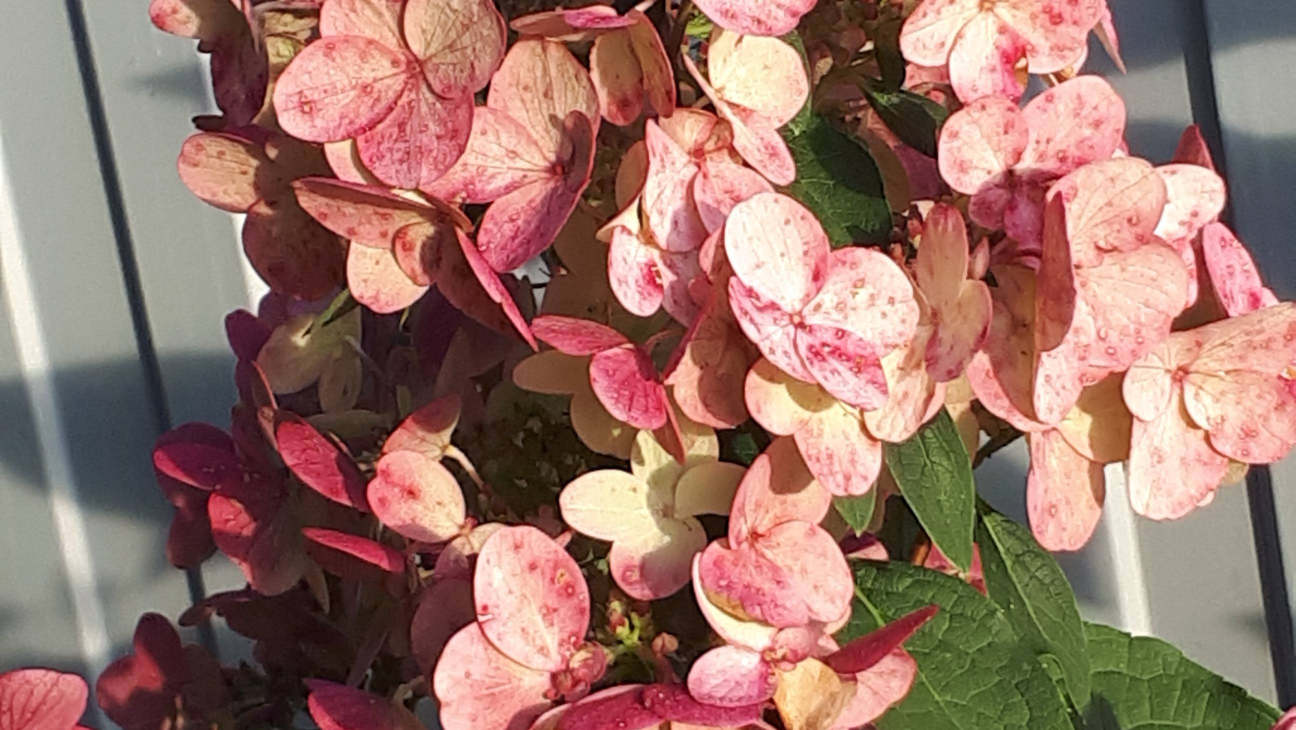 Осенняя обрезка метельчатой гортензии Вимс Ред.