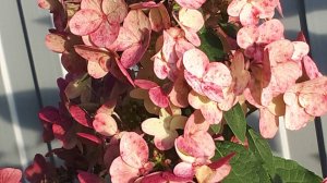 Обрезаю метельчатую гортензию Вимс Ред.