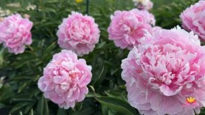 Розовый махровый пион Краса моего сада / Сад Ворошиловой