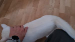 Милка трётся