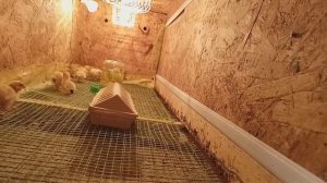 Универсальный брудер для круглогодичного содержания перепелов и кур