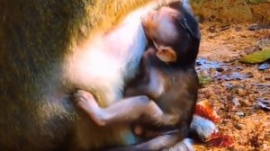 Детёныш макаки так изголодался, что  от груди не оторвать    1000040391.mp4
