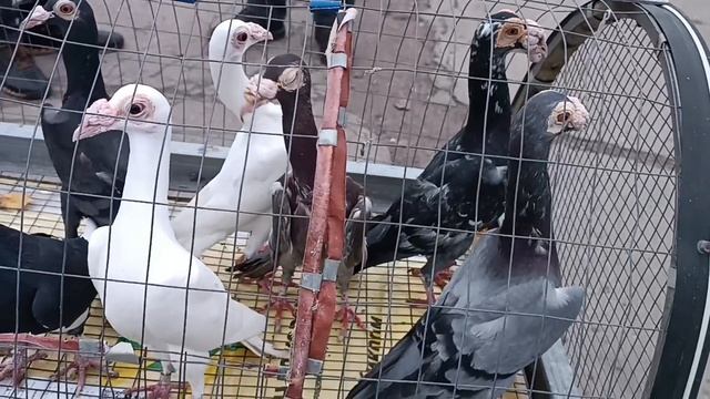 Ярмарка голубей, Шахтерск, 08.11.25 смотреть онлайн