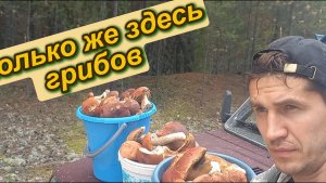 Массовый сбор белых грибов в тайге, за 320 км от города! Путешествие на несколько дней!