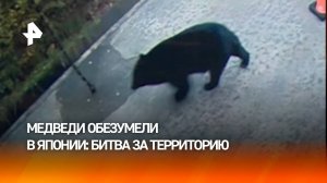 Медведи сошли с ума в Японии
