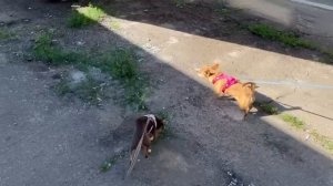 Пассажиры выгуливают своих питомцев на остановке