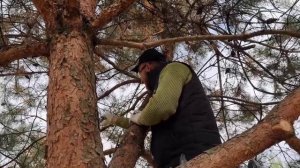 Искусство топиара в поле .Сосна.