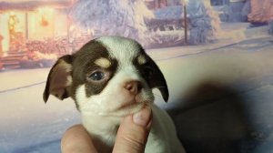 Ботичелли #цена 50 тр #купитьщенкачихуахуапродаю +79215950848