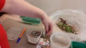 УКРЫВАЛА ДЕРЕВЬЯ НА ДАЧЕ/ / ПОСЕЯЛА ГЛАКСИНЬЮ/ /УКОРЕНЯЮ ПЕТУНЬЮ//