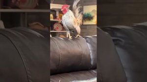 подборка смешных котиков