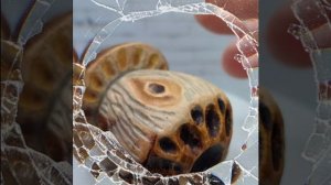 Белый гриб из лещины