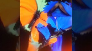 eyes on eyes // GL2 + Знакомьтесь, Боб // Перец & Джеймс