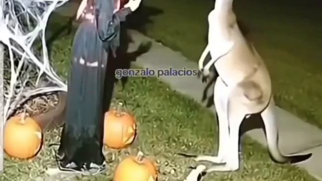 Хэллоуин в Австралии.