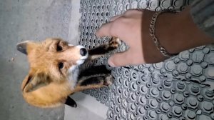 Намело навьюжило ❄❄❄ Лиса 😊