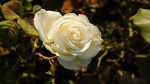 06=11=2025 кмр   ПВН  (89)