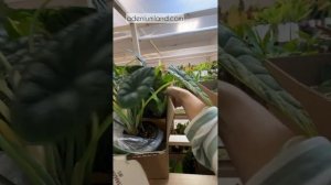 Обзор поставки ароидных S28 август 2025