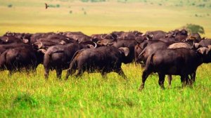 Дикая природа 4К 8К Full HD ультра (Wildlife 4K 8K Full HD Ultra)