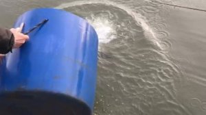 утренние зарыбление форели