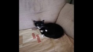 NeSergey - Кошка Ева