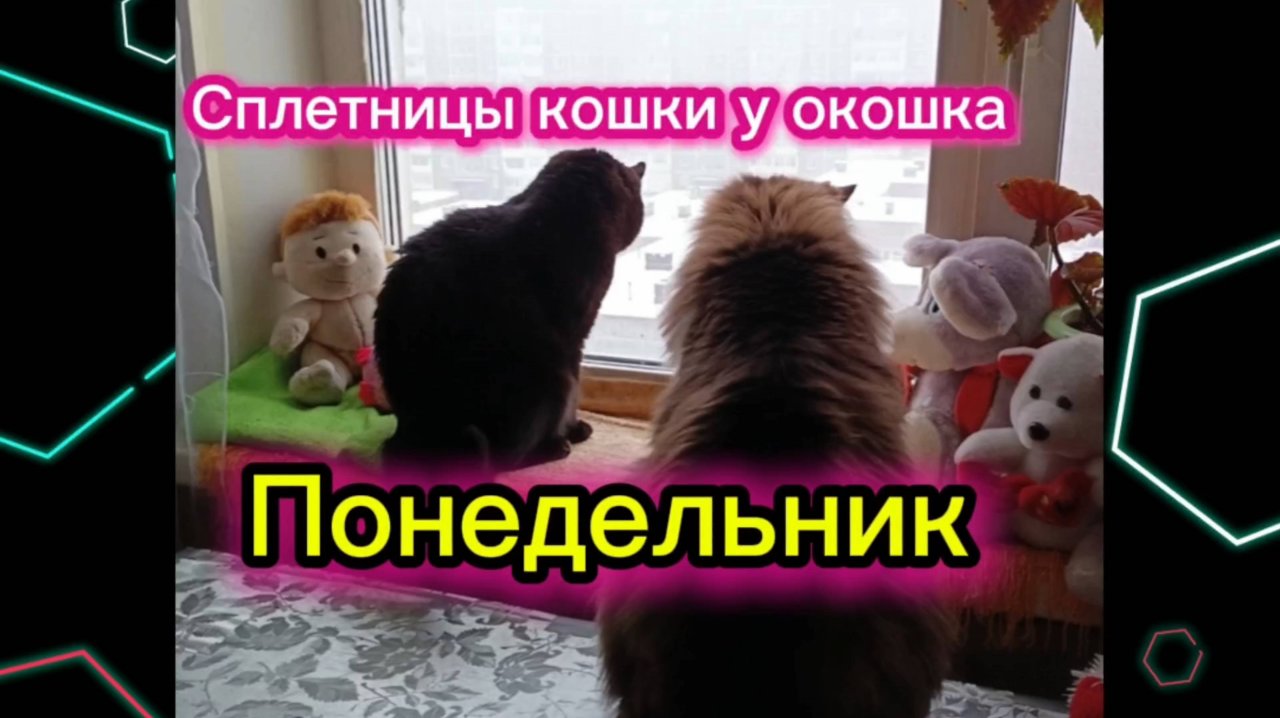 Кошки с озвучкой.