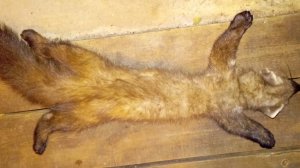 взяли куна(кота)