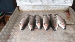 улов форели