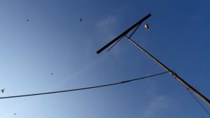 08.11.25 г. Андижанская порода голубей (1)