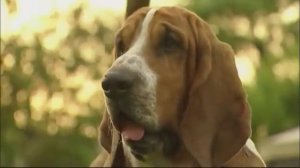 10 ДОБРЕЙШИХ ПОРОД СОБАК В МИРЕ