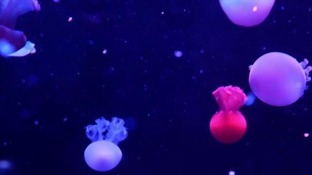 Обитатели морей и океанов Морские животные Подводный мир Развивающее