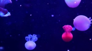 Обитатели морей и океанов Морские животные Подводный мир Развивающее