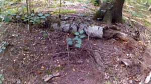 (72) Удачно я зашла в лес (2). Прогулка по лесу.mp4