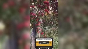 Когда на сердце камень и тревога