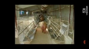 Краснодонские кучи - Сергей Сосницкий и ИИ