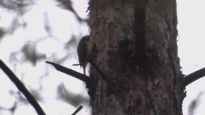 Ноябрь и те, кто остался зимовать с нами | Пищуха обыкновенная, хохлатая синица, бол. пёстрый дятел