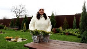 75 СОРТ В КОЛЛЕКЦИИ МОЖЖЕВЕЛОВОГО САДА. МОЖЖЕВЕЛЬНИК КИТАЙСКИЙ "ПЛЮМОЗА АУРЕА". 8.11.2025г.