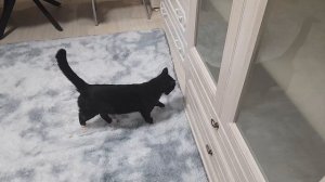 В гости приходил соседский кот. И как было его не пустить? 08.11. 25