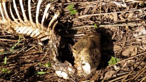 Странная находка