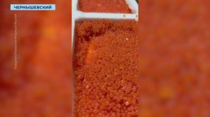 Для жителей Мирнинского района вырастят 50 тысяч штук радужной форели