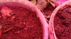 КЛУБНИКА НА ОКНЕ, Готовим рассаду разных сортов