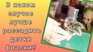 Тот случай когда лучше рассадить детки фиалок.