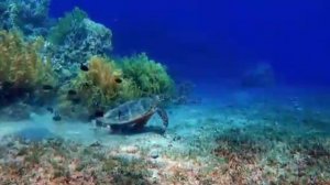 .... Что делает Луна с человеком....