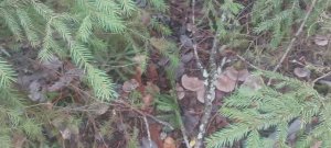 Грибы в ноябре.Мышата. Рядовка земляная.