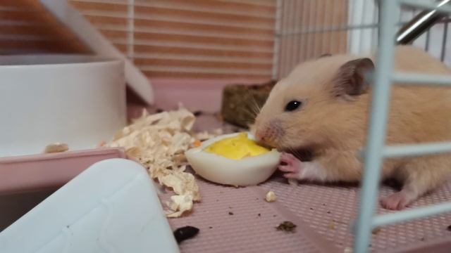 Сирийский хомяк