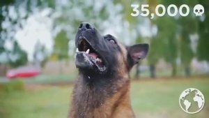 Самые Агрессивные Породы Собак В Мире