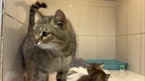 Её жизнь началась в коробке... Но посмотрите, где она сейчас! | Терли