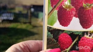 Хроника дня, малина, смородина и другое, 7.11.25